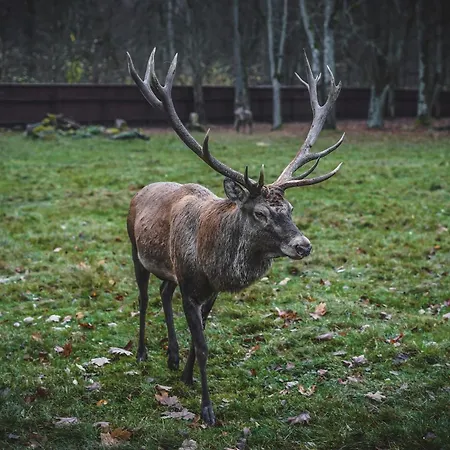 Vakantiehuis W Lesie Teremiski