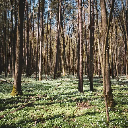 W Lesie Vakantiehuis