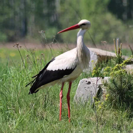 W Lesie Feriehus Teremiski