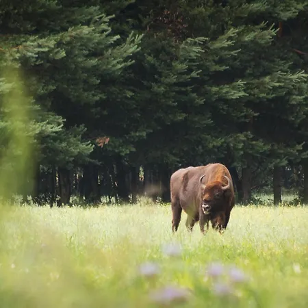 W Lesie Vakantiehuis Teremiski