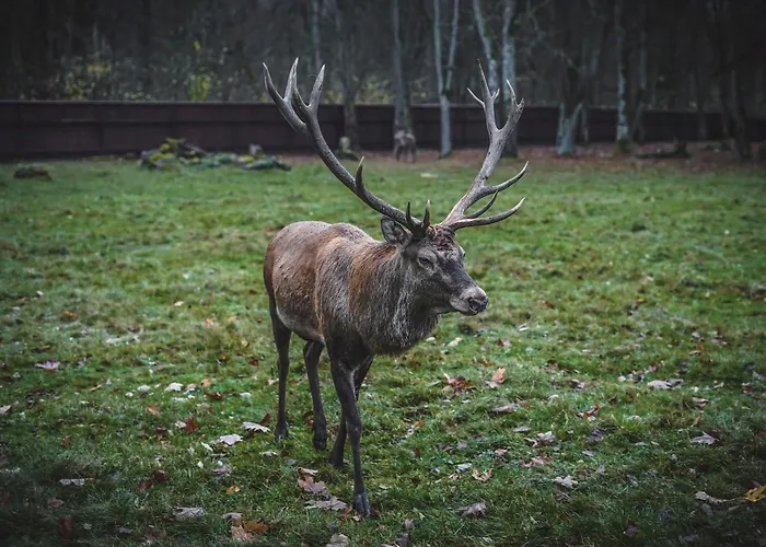 Σπίτι διακοπών W Lesie Teremiski