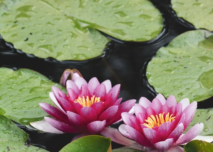 W Lesie Σπίτι διακοπών